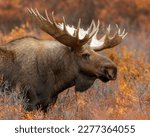 Super Moose of Denali National Park