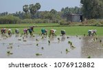 Small photo of Villuppuram, India - March 18, 2018: Women workers undertaking the backbreaking task of sowing young rice plants in a paddy field in Tamil Nadu state. Rice is the staple diet in southern India