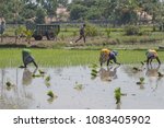 Small photo of Villuppuram, India - March 18, 2018: Women workers undertaking the backbreaking task of sowing young rice plants in a paddy field in Tamil Nadu state. Rice is a dietary staple in southern India