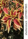 Small photo of Miana Batik (Coleus) is a genus of annual or perennial herbaceous or shrubs, sometimes succulent, sometimes with fleshy or tuberous rootstocks, found in the tropics and subtropics of the Old World.