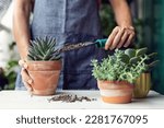 Small photo of Woman planting succulent plant into new pot, home gardening concept