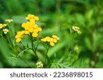 Small photo of Wild medicinal plant tansy. Yellow tansy flowers Tanacetum vulgare, common tansy. Fresh herbs - wild medicinal plant on meadow. Wildflowers. Fresh herbs - wild medicinal plant