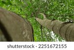 Small photo of Batang pohon dengan ranting hijau