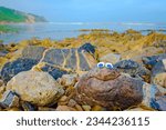 A smiling rock with googly eyes sits on a rocky sea shore, looking at the camera for a cute portrait. High quality photo