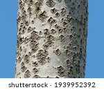 Small photo of Trunk of White Poplar tree showing lenticels on the bark.