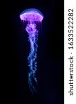 The Purple Striped Jellyfish ...