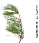 Small photo of Branch of Pinus rigida. True real colors.