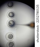 Small photo of Injection to the zebrafish embryos