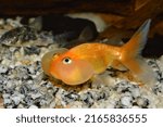 Small photo of Oblique shot of a goldfish of the orange bubble eyes breed, in an aquarium