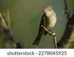 Small photo of A Southern Beardless Tyrannulet (Camptostoma obsoletum) bird perches on a branch in its natural habitat, displaying the awe-inspiring beauty of wildlife.