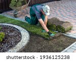 Gardener applying turf rolls in ...