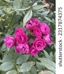 Small photo of Rosa 'Dinky', rose with dark pink blossoms