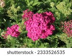 Small photo of Achillea millfolium 'Saucy Seduction', yarrow with red blossoms