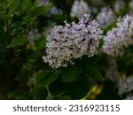 Small photo of Light lilac inflorescences of Korean lilac on a green background. Inflorescences of Syringa pubescens subsp. patula 'Miss Kim' shown close-up