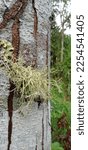 Small photo of Usnea filipendula, the fishbone beard moss, is a pale gray green fruticose lichen with a pendant growth form, growing up to 20 cm in highly branched tufts that hang from the bark of the tree.