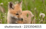 Small photo of Fox Kitt Spring Birth Frailty