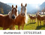 Haflinger Horses  Group On...