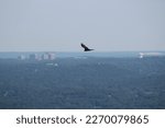 Turkey Vulture Flying With...