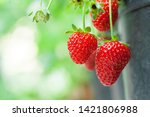 Fresh ripe organic strawberry on the branch, garden fruit isolated, Strawberries in flowerpot  concept. Top view, copy space