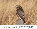 Red tail hawk preens while perched on fence post in field