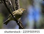 Small photo of A young New Zealand bellbird or Korimako (Anthornis melanura) is perching on Manuka branches, with yellow Manuka pollen on its head.