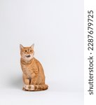 Small photo of A striped red cat sits with tail resting on front paws and meows loudly. Portrait of a meowing cat on a white background in the studio. High quality vertical photo with copy space.