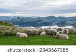 Small photo of Flock of sheep in New Zealand