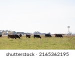 Portrait Of Angus Cattle In...