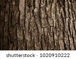 Bark Of A Big Tree In The Forest