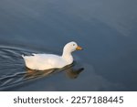 American Pekin White Duck Bird