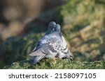 Rock Pigeon Couple Kissing At...