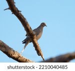 Small photo of Mourning Dove resting in forest. Svelte with a long, pointed tail. Plain brown overall with dark spots on wing.
