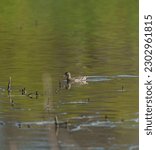 Small photo of Green-winged Teal resting at lakeside, this is the smallest dabbling duck in North America. The natty male has a cinnamon-colored head with a gleaming green crescent.