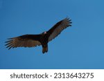 Turkey Vulture Flying And...