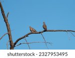 Small photo of Mourning Dove resting in forest. Svelte with a long, pointed tail. Plain brown overall with dark spots on wing. Widespread and common throughout much of North America.