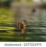 Small photo of Mallard duckling resting at lakeside. Mallards are large ducks with hefty bodies, rounded heads, and wide, flat bills.