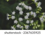 Small photo of White Snakeroot blooming in the forest of Indiana.
