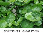 Small photo of The leaves of the polyscias plant, which have a round green and serrated shape, can be used for vegetables Daun Mangkokan