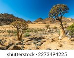 Small photo of A few beautiful indigenous Quiver Trees, Kokerboom, (Aloe dichotoma) standing in the typical dry wide african landscape in South Africa, near Springbok between rocks on a sunny day with blue sky.