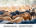 Small photo of Brown and clack goats in Hampi, Karnataka, South India, Asia