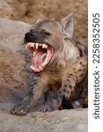 Spotted hyena yawning and...