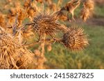 Small photo of Seeds dry plant winter image particular nature naturalistic intense color characteristic