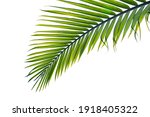 Tropical palm leaf isolated on...