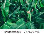 Tropical Banana Leaf Texture ...