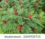 Small photo of Smooth sumac, a species of sumacs
