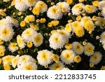 White Yellow Chrysanthemums. ...