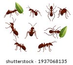 set of cute brown ant holding a ...