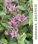 Small photo of Tricyrtis formosana (Toad Lily) flowering in late summer