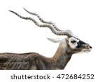Black Buck Antelope Head Side...