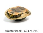 Small photo of Turtle Upside Down (Turn Turtle)